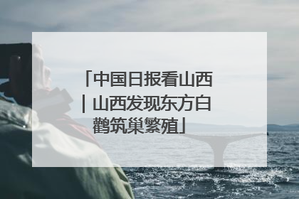 中国日报看山西｜山西发现东方白鹳筑巢繁殖